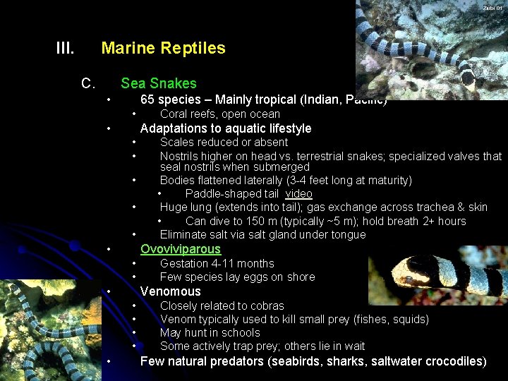 III. Marine Reptiles C. Sea Snakes • 65 species – Mainly tropical (Indian, Pacific)