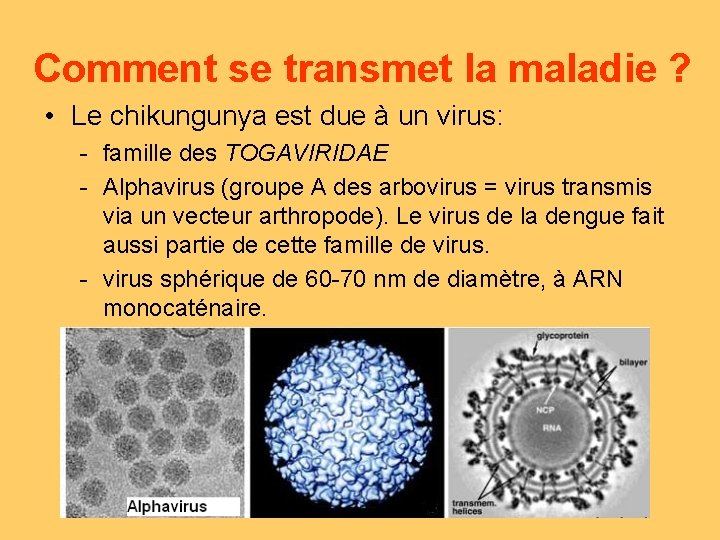 Comment se transmet la maladie ? • Le chikungunya est due à un virus: