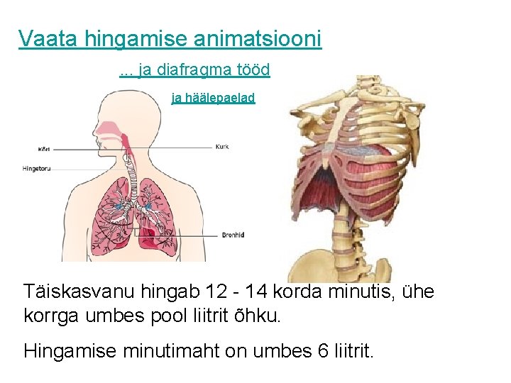 Vaata hingamise animatsiooni. . . ja diafragma tööd ja häälepaelad Täiskasvanu hingab 12 -