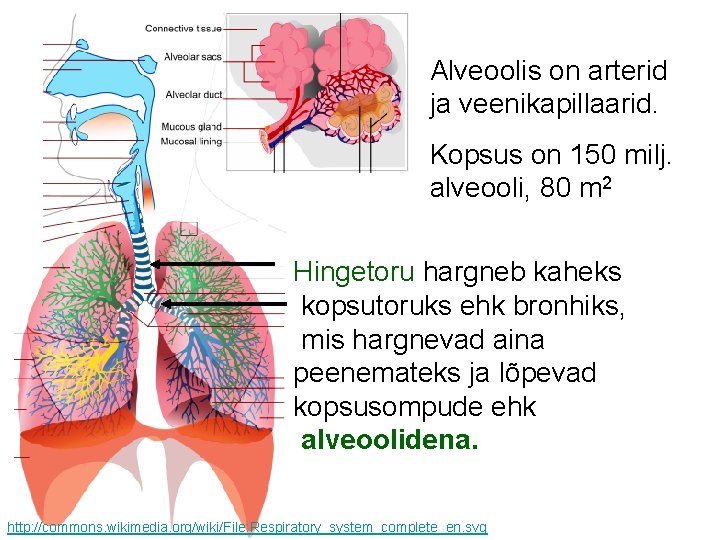 Alveoolis on arterid ja veenikapillaarid. Kopsus on 150 milj. alveooli, 80 m 2 Hingetoru