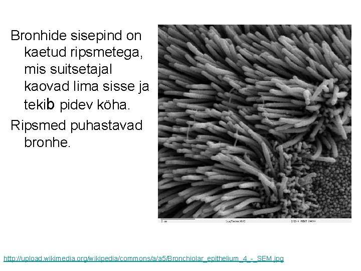 Bronhide sisepind on kaetud ripsmetega, mis suitsetajal kaovad lima sisse ja tekib pidev köha.