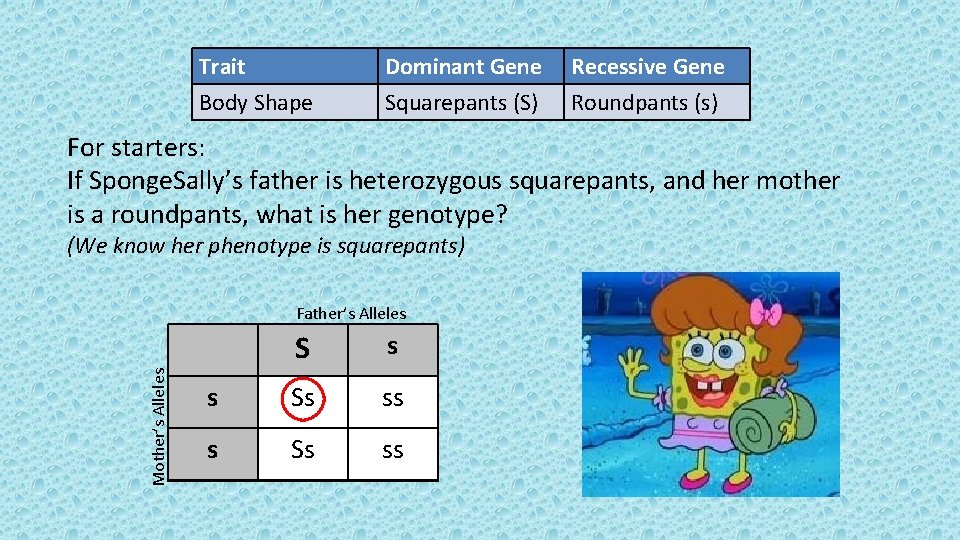 Trait Body Shape Dominant Gene Squarepants (S) Recessive Gene Roundpants (s) For starters: If