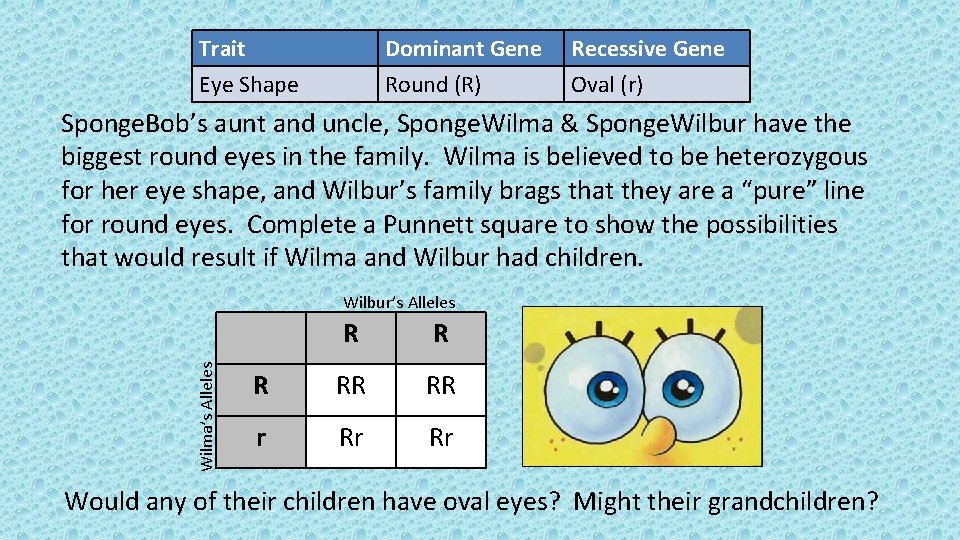 Trait Eye Shape Dominant Gene Round (R) Recessive Gene Oval (r) Sponge. Bob’s aunt