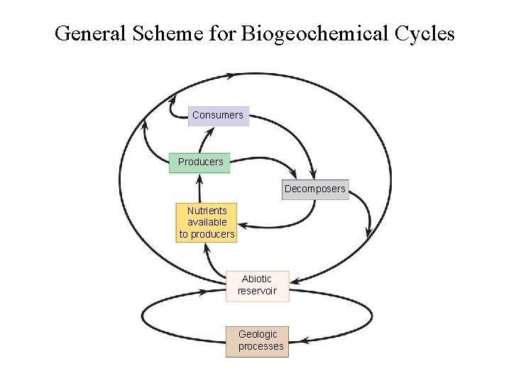 General Scheme for Biogeochemical Cycles Consumers Producers Decomposers Nutrients available to producers Abiotic reservoir