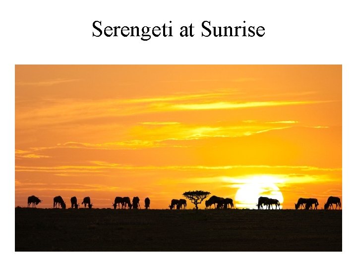 Serengeti at Sunrise 