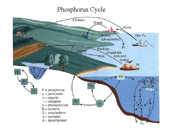 Phosphorus Cycle 