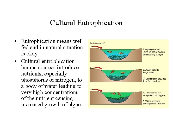 Cultural Eutrophication • Eutrophication means well fed and in natural situation is okay •