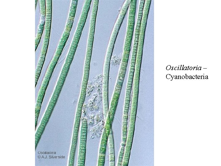 Oscillatoria – Cyanobacteria 