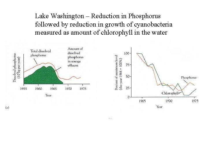 Lake Washington – Reduction in Phosphorus followed by reduction in growth of cyanobacteria measured