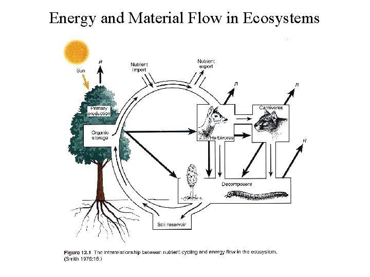 Energy and Material Flow in Ecosystems 