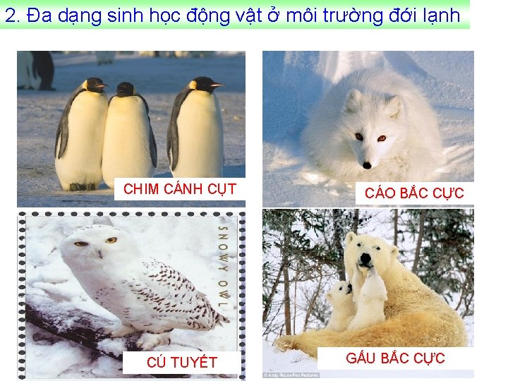 2. Đa dạng sinh học động vật ở môi trường đới lạnh CHIM CÁNH
