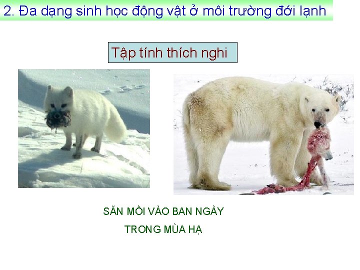 2. Đa dạng sinh học động vật ở môi trường đới lạnh Tập tính