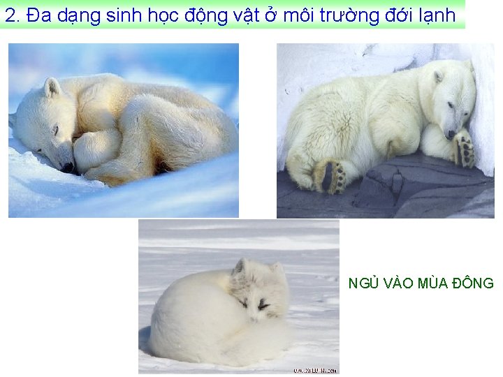 2. Đa dạng sinh học động vật ở môi trường đới lạnh NGỦ VÀO