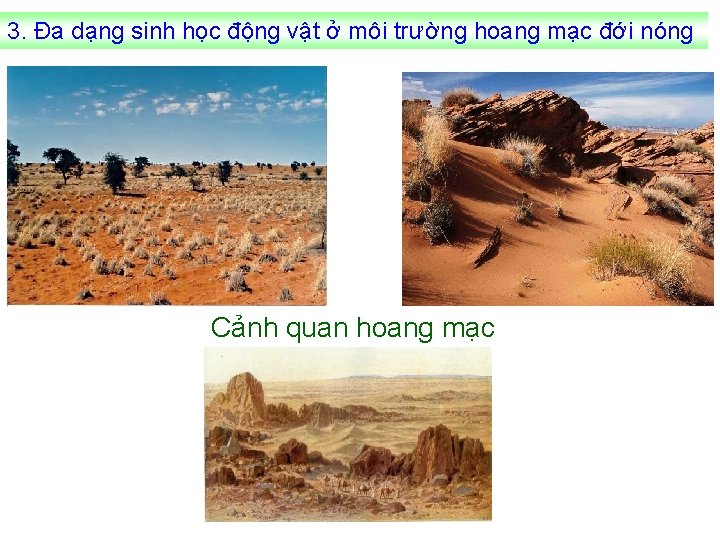 3. Đa dạng sinh học động vật ở môi trường hoang mạc đới nóng