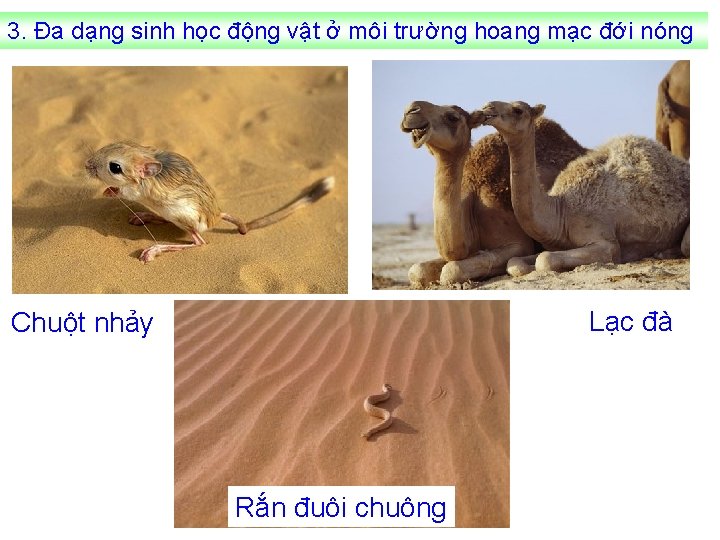 3. Đa dạng sinh học động vật ở môi trường hoang mạc đới nóng