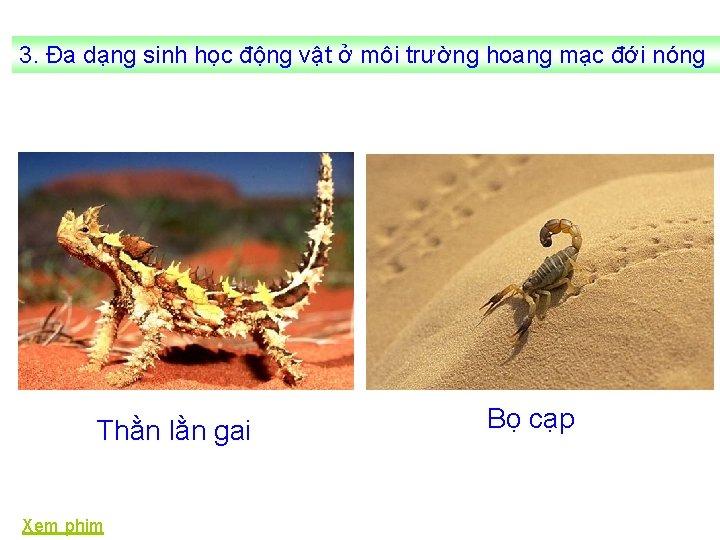 3. Đa dạng sinh học động vật ở môi trường hoang mạc đới nóng
