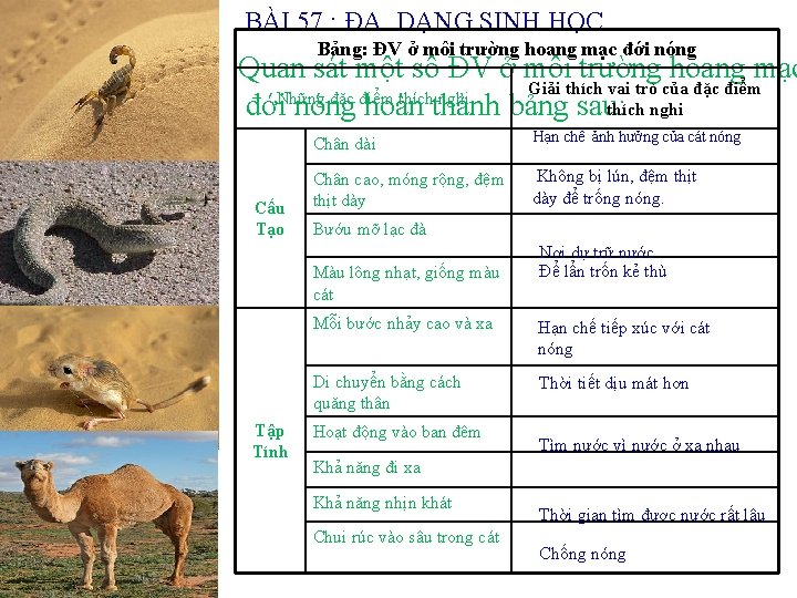 BÀI 57 : ĐA DẠNG SINH HỌC Bảng: ĐV ở môi trường hoang mạc