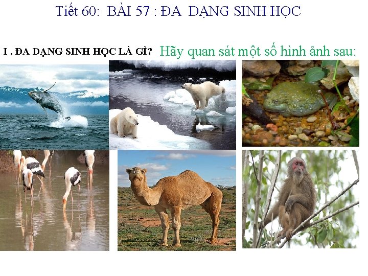 Tiết 60: BÀI 57 : ĐA DẠNG SINH HỌC I. ĐA DẠNG SINH HỌC