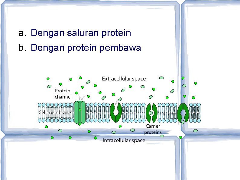 a. Dengan saluran protein b. Dengan protein pembawa 