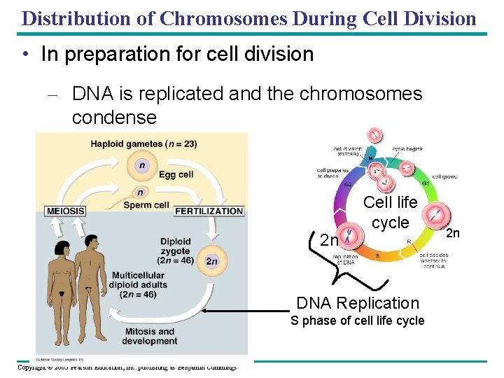 Distribution of Chromosomes During Cell Division • In preparation for cell division – DNA