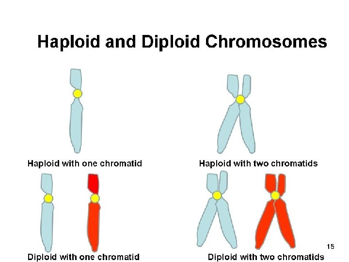 Copyright © 2005 Pearson Education, Inc. publishing as Benjamin Cummings 