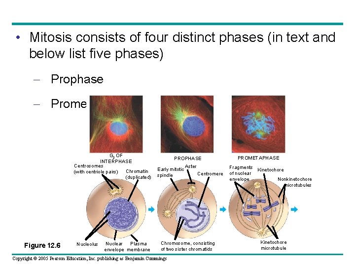  • Mitosis consists of four distinct phases (in text and below list five