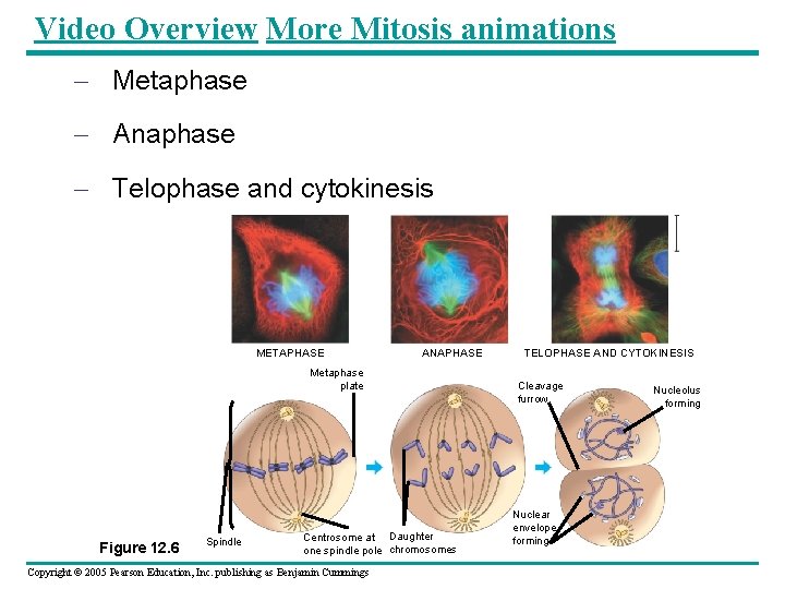 Video Overview More Mitosis animations – Metaphase – Anaphase – Telophase and cytokinesis METAPHASE