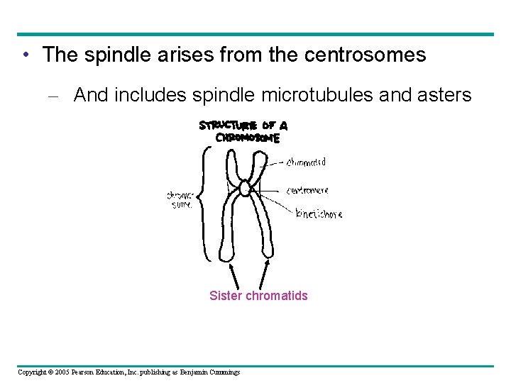  • The spindle arises from the centrosomes – And includes spindle microtubules and