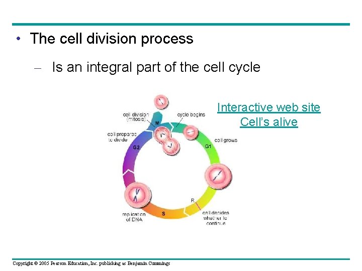  • The cell division process – Is an integral part of the cell