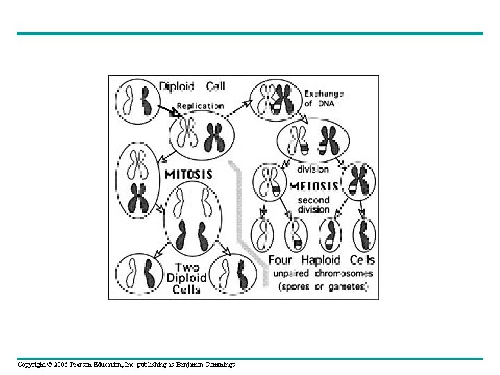 Copyright © 2005 Pearson Education, Inc. publishing as Benjamin Cummings 