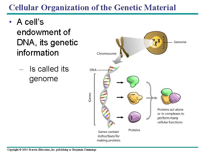 Cellular Organization of the Genetic Material • A cell’s endowment of DNA, its genetic