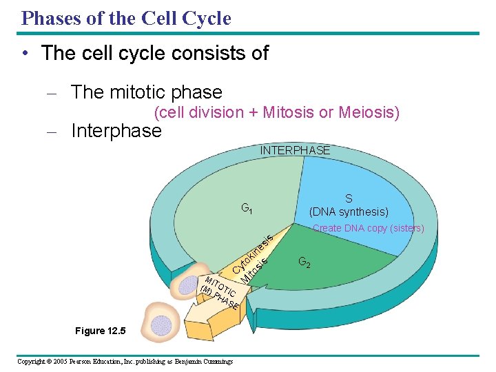 Phases of the Cell Cycle • The cell cycle consists of – The mitotic