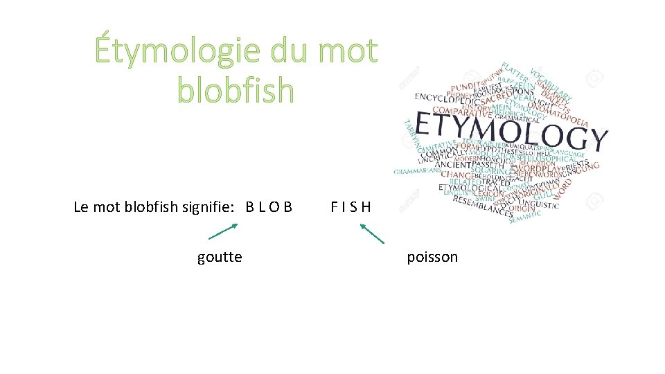 Étymologie du mot blobfish Le mot blobfish signifie: B L O B F I