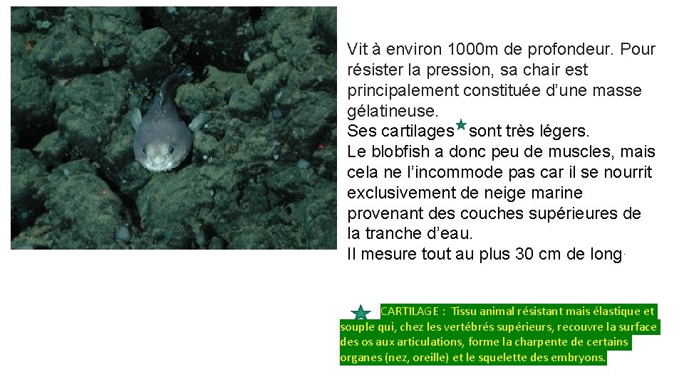 Vit à environ 1000 m de profondeur. Pour résister la pression, sa chair est