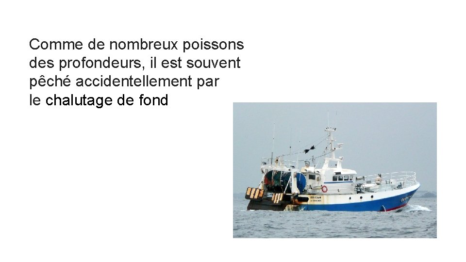 Comme de nombreux poissons des profondeurs, il est souvent pêché accidentellement par le chalutage