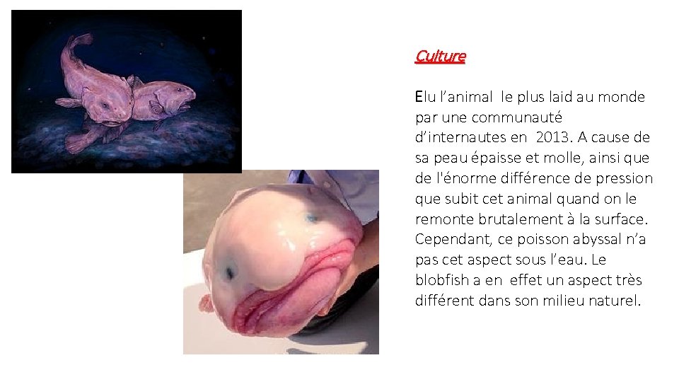 Culture Elu l’animal le plus laid au monde par une communauté d’internautes en 2013.
