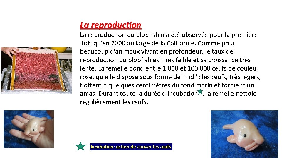 La reproduction du blobfish n'a été observée pour la première fois qu'en 2000 au