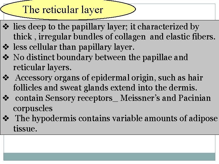 The reticular layer lies deep to the papillary layer; it characterized by thick ,