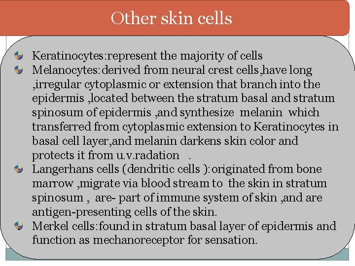 Other skin cells Keratinocytes: represent the majority of cells Melanocytes: derived from neural crest