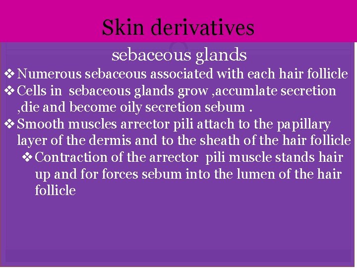 Skin derivatives sebaceous glands Numerous sebaceous associated with each hair follicle Cells in sebaceous