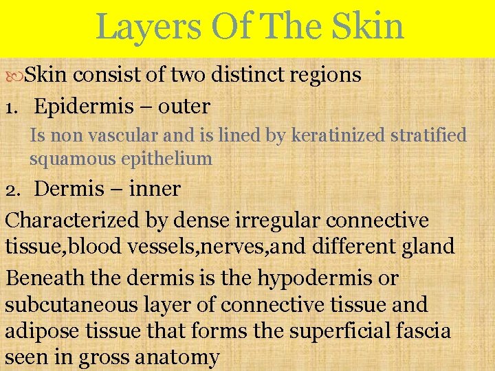 Layers Of The Skin consist of two distinct regions 1. Epidermis – outer Is