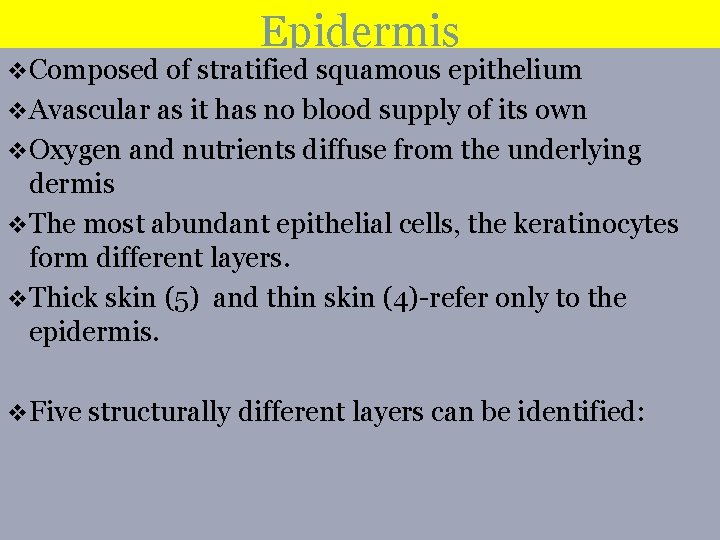 Epidermis Composed of stratified squamous epithelium Avascular as it has no blood supply of