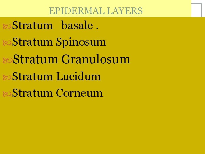 EPIDERMAL LAYERS Stratum basale. Stratum Spinosum Stratum Granulosum Stratum Lucidum Stratum Corneum 