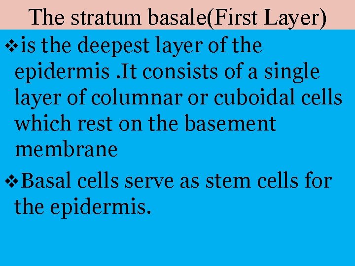 The stratum basale(First Layer) is the deepest layer of the epidermis. It consists of