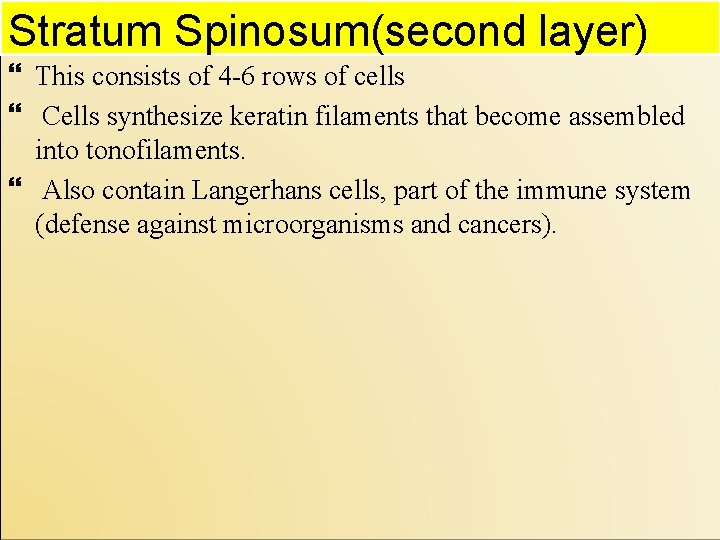 Stratum Spinosum(second layer) } This consists of 4 -6 rows of cells } Cells