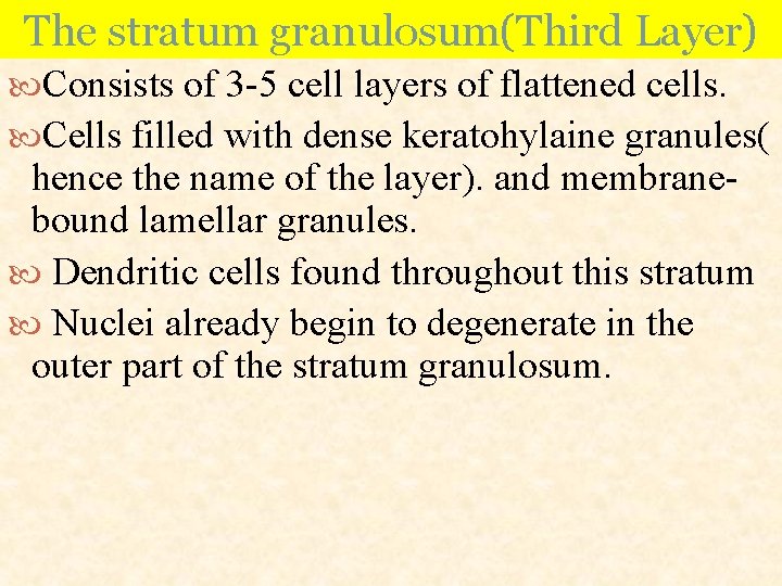 The stratum granulosum(Third Layer) Consists of 3 -5 cell layers of flattened cells. Cells