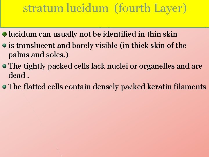 stratum lucidum (fourth Layer) lucidum can usually not be identified in thin skin is