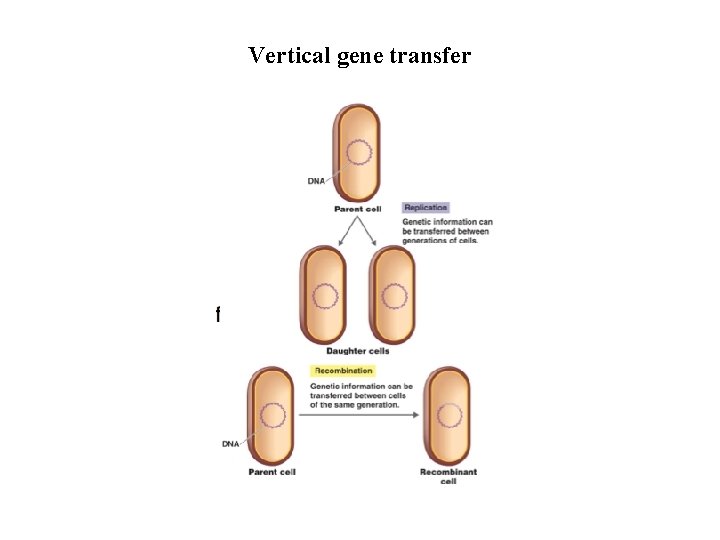 Vertical gene transfer 