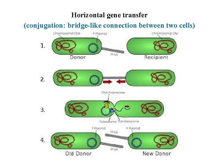 Horizontal gene transfer (conjugation: bridge-like connection between two cells) 