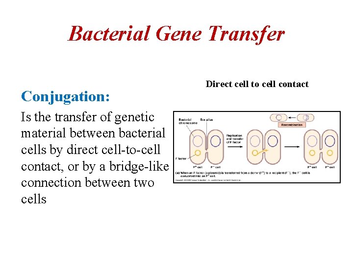 Bacterial Gene Transfer Conjugation: Is the transfer of genetic material between bacterial cells by